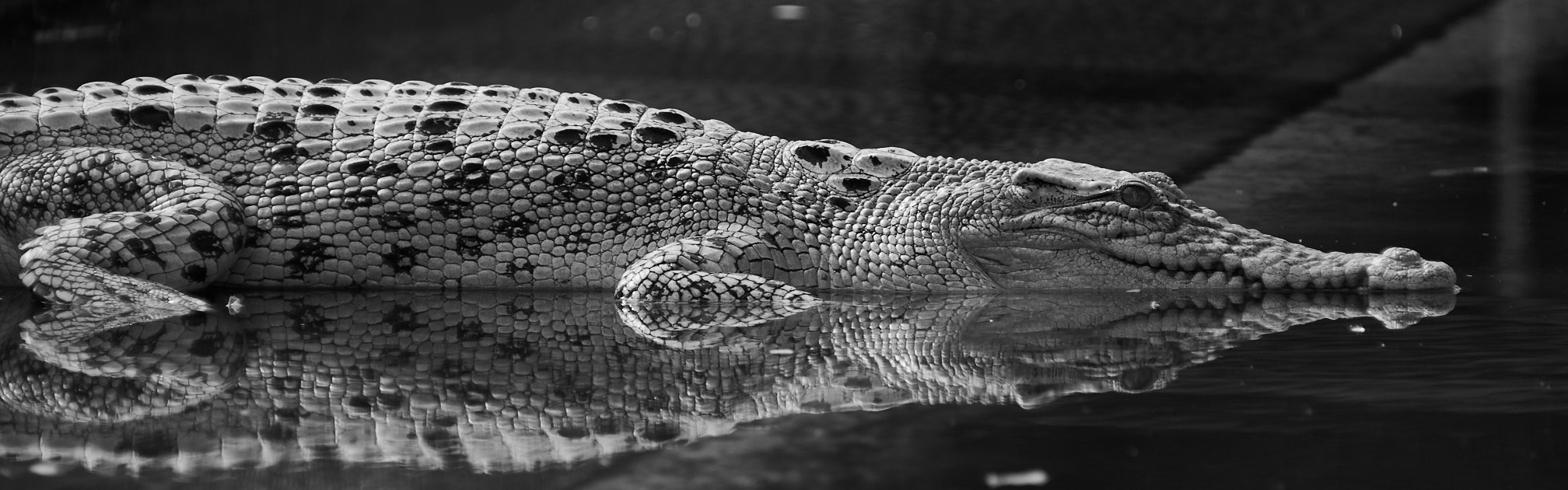 Crocodile Skin Purse in Phuket 